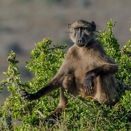 Kwandwe Private Game Reserve - Ecca Lodge 그레이엄즈타운 외부 사진