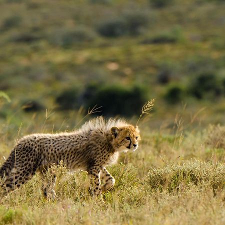 Kwandwe Private Game Reserve - Ecca Lodge 그레이엄즈타운 외부 사진