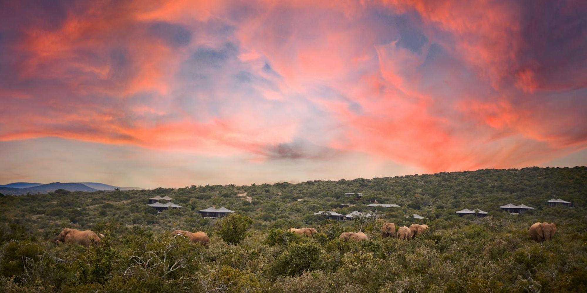 Kwandwe Private Game Reserve - Ecca Lodge 그레이엄즈타운 외부 사진