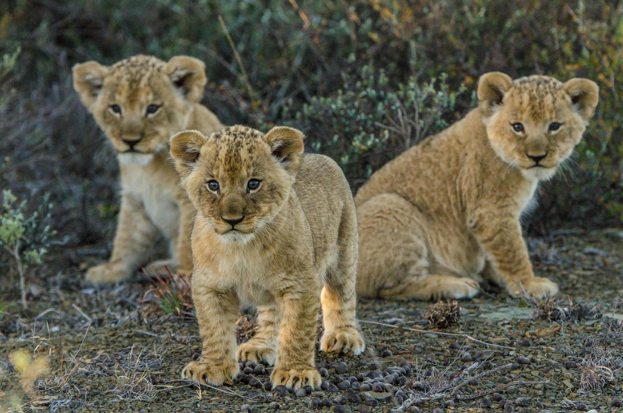 Kwandwe Private Game Reserve - Ecca Lodge 그레이엄즈타운 외부 사진