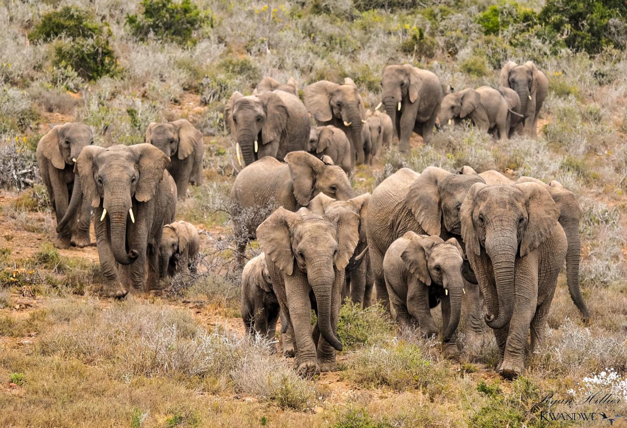 Kwandwe Private Game Reserve - Ecca Lodge 그레이엄즈타운 외부 사진