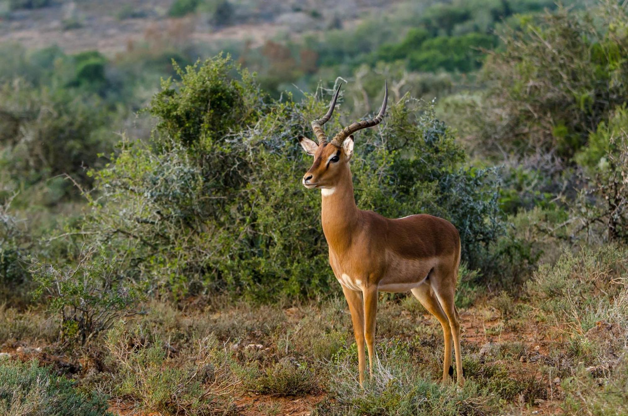 Kwandwe Private Game Reserve - Ecca Lodge 그레이엄즈타운 외부 사진